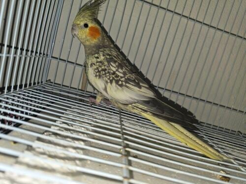 Pearl Cockatiel (Female)