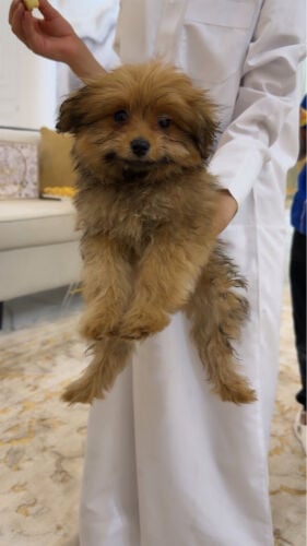 puppy