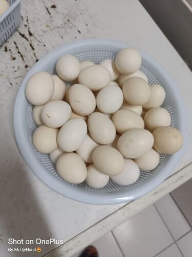 Fresh Qatari Eggs