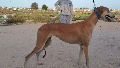 good saluki