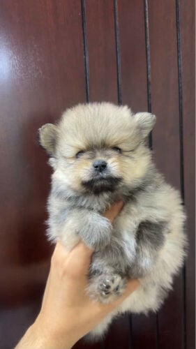 Pomeranian Teacup Pure