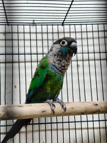 male barley conure