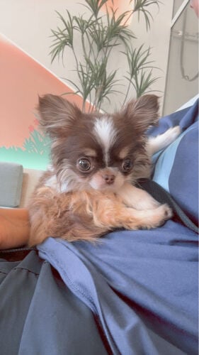 tea cup pure long hair chihuahua 