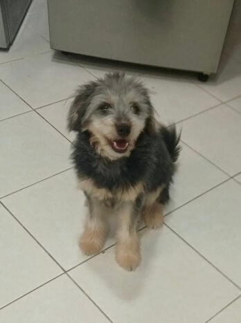 Pomeranian + Maltese (maltipoo)