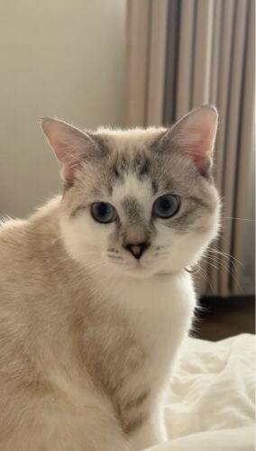 ‏Siamese mixed Ragdoll two cats