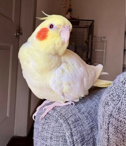 pet cockatiel