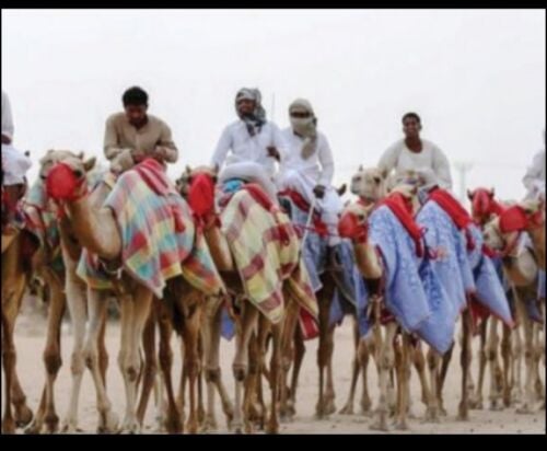نستقبل جميع عروض انواع الحلال