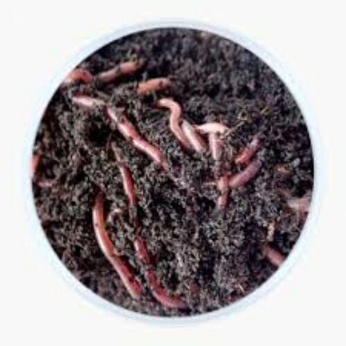 earthworms4