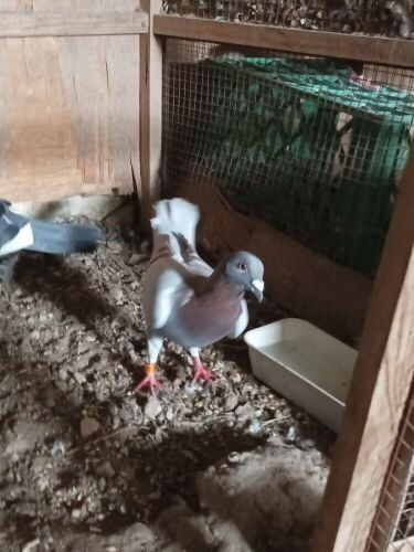 flying pigeon
