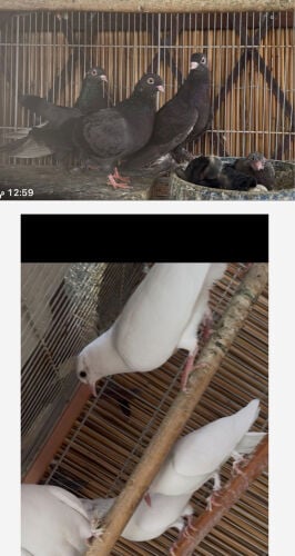 حمام مكواي للبيع 