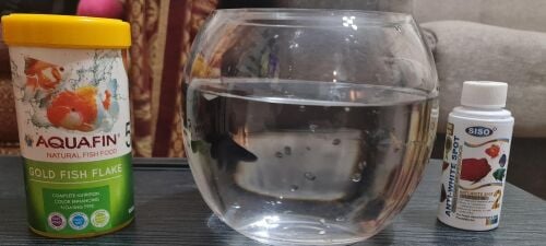 1 Black Goldfish, Fish Bowl