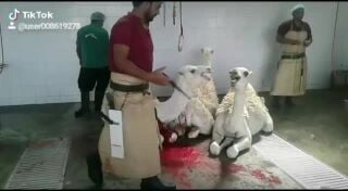 لحم جزائري 