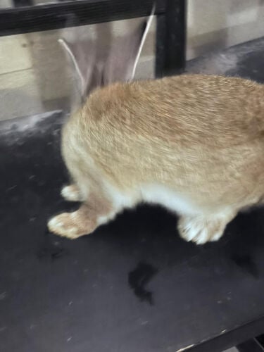 أنا أبي أرنب عمره ٤شهور 