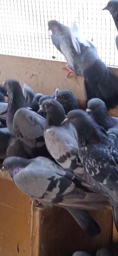 pigeon