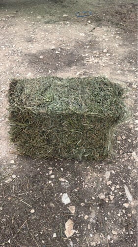 Alfalfa fodder for sale