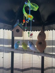 Badji birds for sale with cage