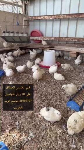 للبيع