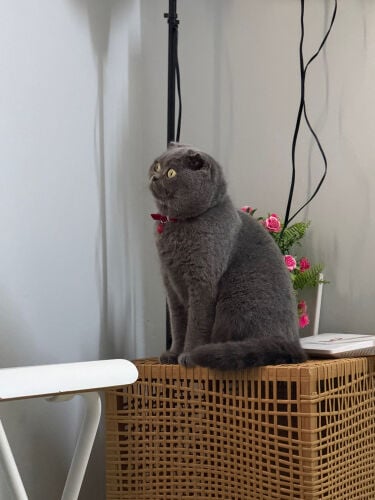 female cat with heat