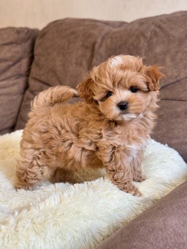 Maltipoo puppies for sale