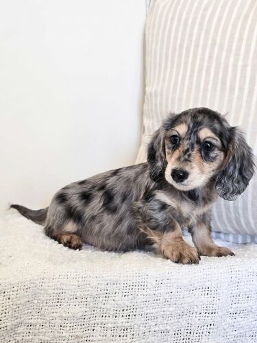 Dachshund puppies for sale