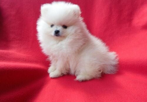 Pomeranian puppies for sale