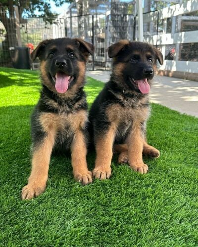 German shepherd puppies for sale