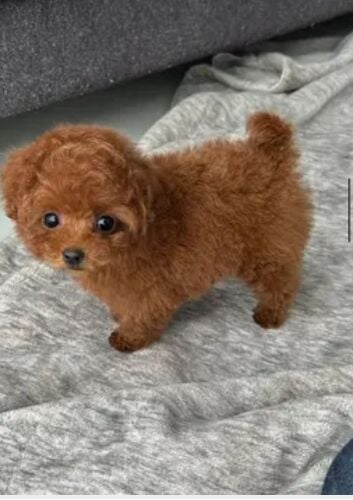 Toy poodle puppies for sale