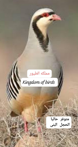 حجل بني
