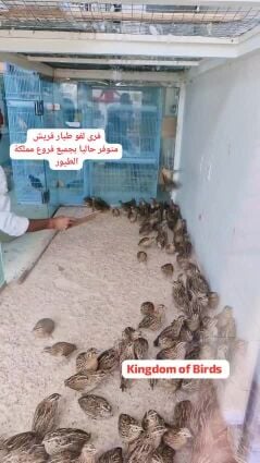 فري لفو