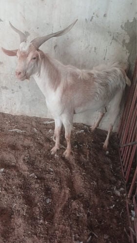فحل عماني حار