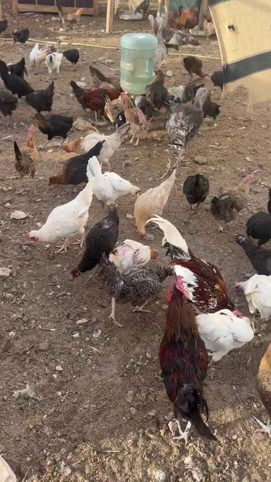 دجاج بلدي  فارسي احجام طيبه 