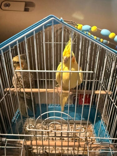 Cockatiel parrots