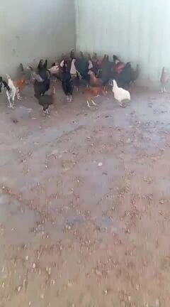 Fresh chicken