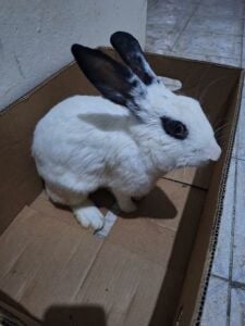 Rabbits for sale (Bunnies & Adult)