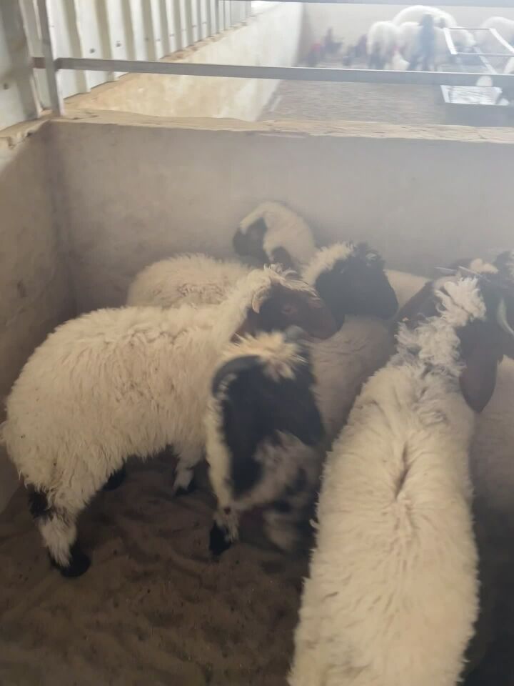 خرفان سوريه 3 شهور