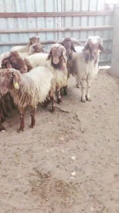 خرفان اضاحي