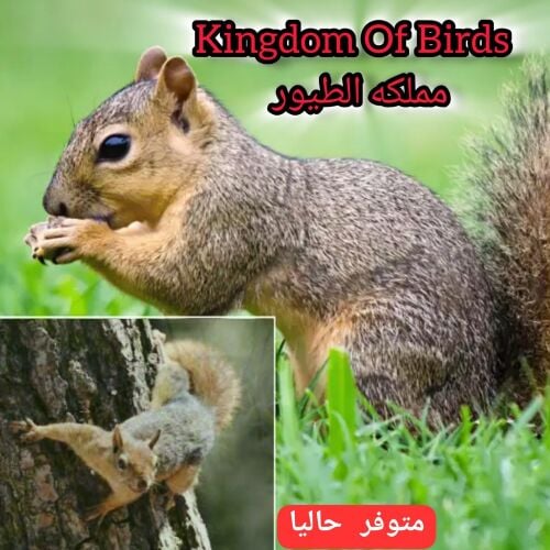 السنجاب الأحمر