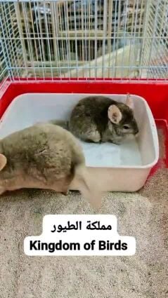 شنشلا