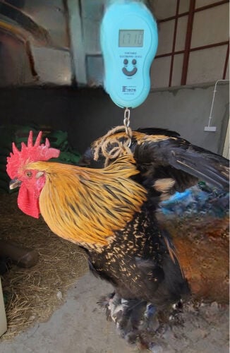 Diaque and Chicken