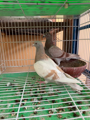 زاجل