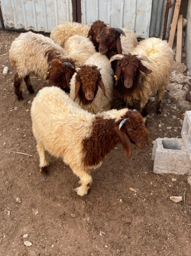 Qatar production sheep