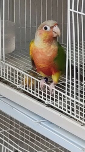 Pineapple conure Male for Sale