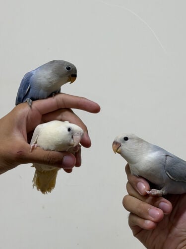 love birds and cocktails ..