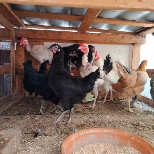 chicken baladi
