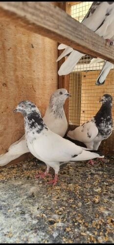 Pakistani Good High fly pigeons