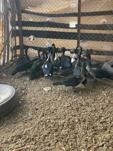 ذكور بط