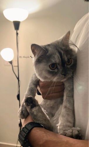 اش