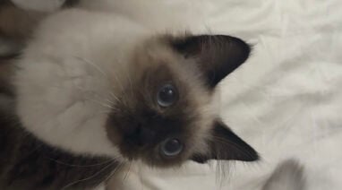 Siamese cat 