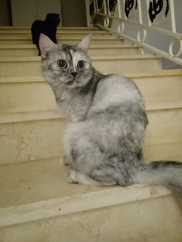 cat