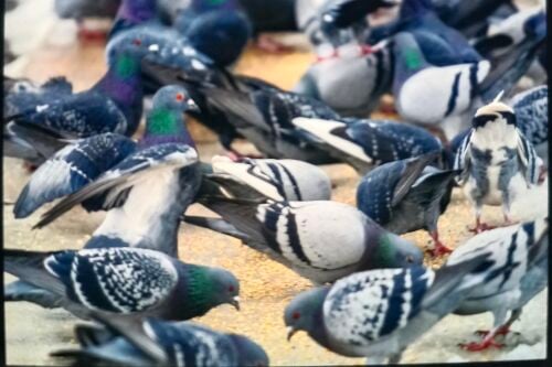 pigeon